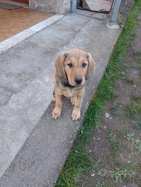 Cuccioli di 60 giorni