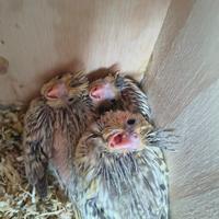 Pulli da imbecco pappagalli calopsite sessati