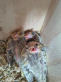 Pulli da imbecco pappagalli calopsite sessati