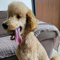 CUCCIOLI Fantastici Barbone Grande Mole