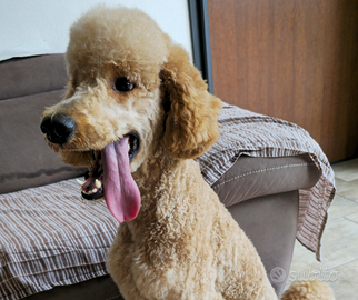 CUCCIOLI Fantastici Barbone Grande Mole