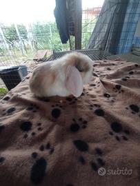 Coniglietto ariete nano miniloop