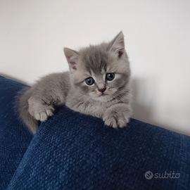 Quattro gattini maschi