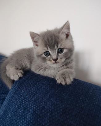 Quattro gattini maschi