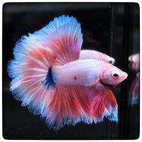 Betta Halfmoon Pastel Marble