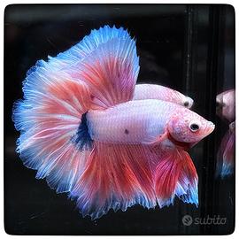 Betta Halfmoon Pastel Marble