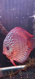 Discus coppia