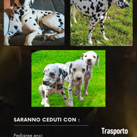 Cuccioli dalmata