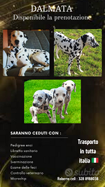 Cuccioli dalmata