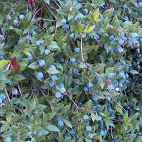 🌿 Piante di Mirto Nero – Profumo e Eleganza! 🌸 