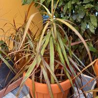 dracena