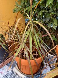 dracena