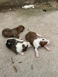 Cani da cinghiale