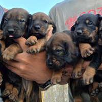 Cuccioli dachsbracke