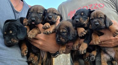 Cuccioli dachsbracke
