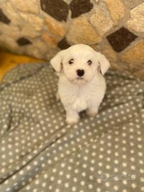 Cucciolo di maltese