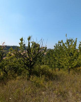 Terreno agricolo con baracca e allaccio acqua