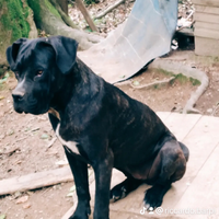 Cane corso