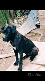 Cane corso