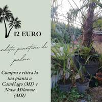 PIANTINE DI PALME IN BRIANZA E MILANO