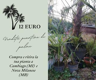 PIANTINE DI PALME IN BRIANZA E MILANO