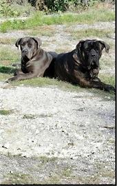 Cane corso