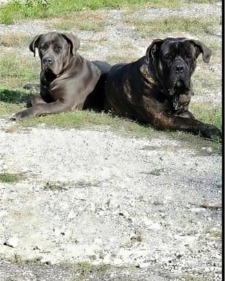 Cane corso