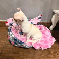 Chihuahua femmina cucciola