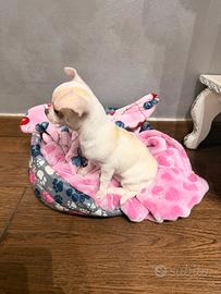 Chihuahua femmina cucciola