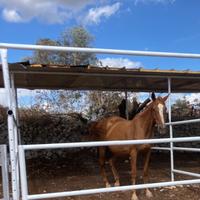 Fattrice purosangue inglese