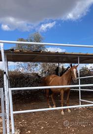 Fattrice purosangue inglese