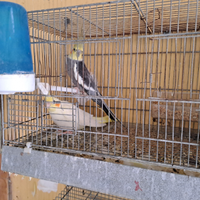 Coppia calopsite pappagalli