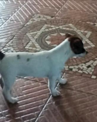 Cuccioli Jack russell Terrier con Pedigree