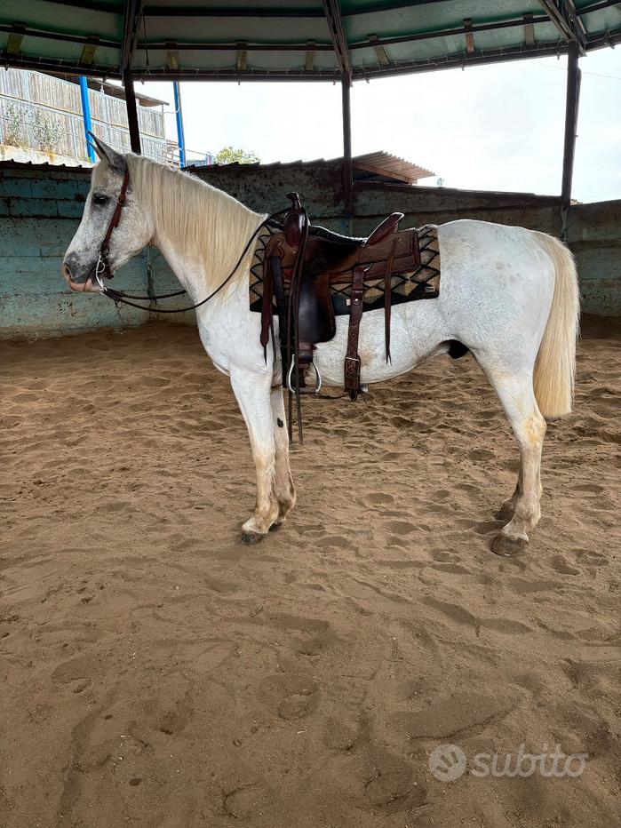 Collana equestre in argento con cavallo, moda rodeo