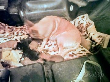 Cuccioli pastore malinois belga