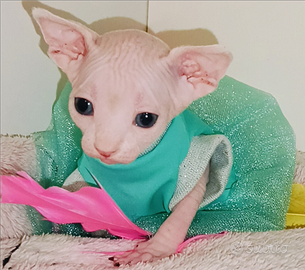 Cucciola di Sphynx
