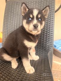 Cuccioli siberian Husky
