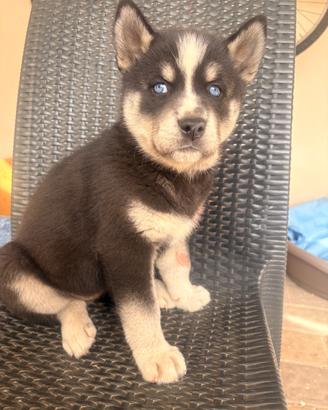 Cuccioli siberian Husky