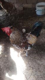 Gallo rosso giovanissimo
