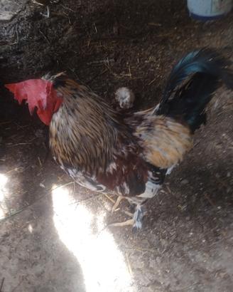 Gallo rosso giovanissimo