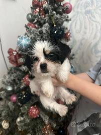 Maschio di Yorkshire tricolore