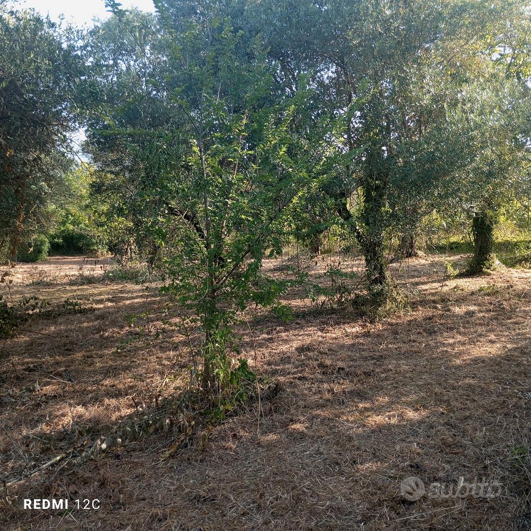 Terreno uliveto anche rent to by - Vista 3