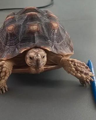 Tartaruga sulcata africana 