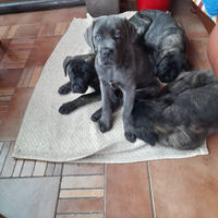 Cuccioli cane corso