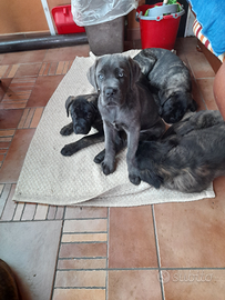 Cuccioli cane corso