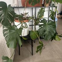 Monstera di 4 + anni