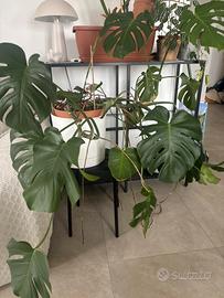 Monstera di 4 + anni