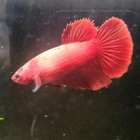 Betta splendens HM RED femmina