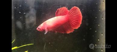 Betta splendens HM RED femmina