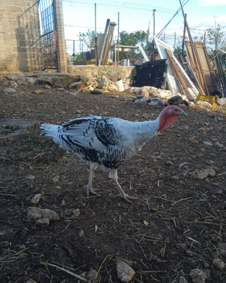 Animali da cortile
